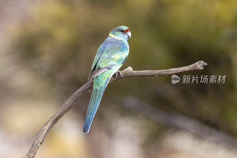 Mallee Ringneck Parrot, Cunnamulla, QLD, Australia